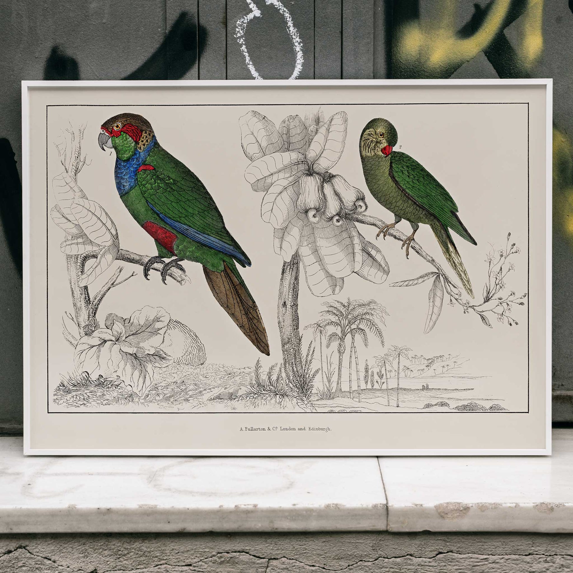 Colorful parakeets perched on branches illustrated by Oliver Goldsmith from The History of the Earth and Animated Nature poster, framed and displayed in home decor