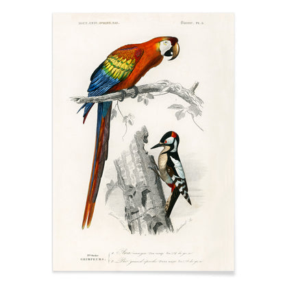 Colorful parrot and woodpecker perched on branches illustrated by Charles Dessalines D Orbigny poster of different types of colorful birds, with black aluminium frame on white background