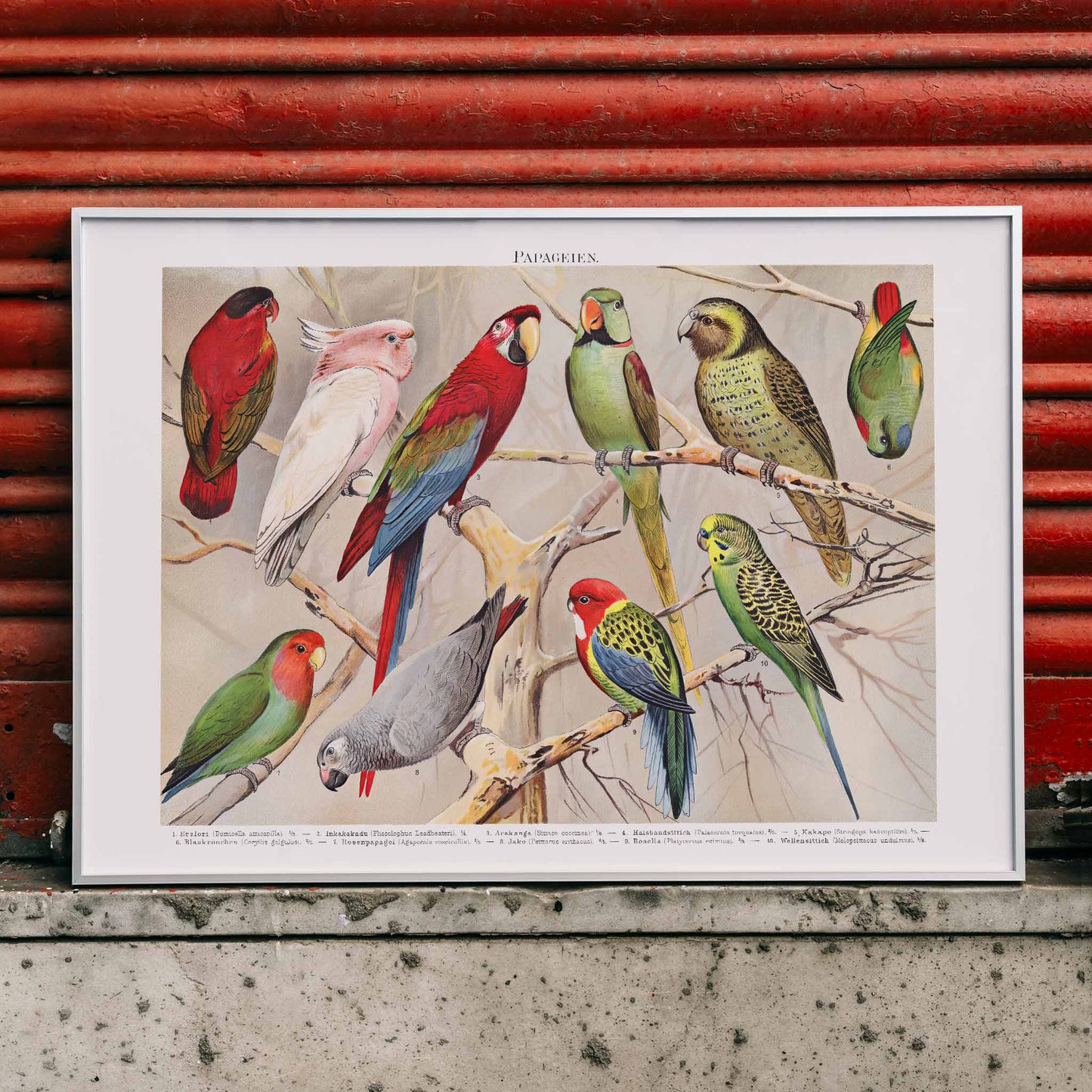 Colorful parrots perched on branches Papagein I artwork by Institut of Leipzig vintage illustration poster, framed and displayed in home decor