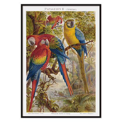 Colorful parrots in a lush jungle artwork Papageien II by Institut of Leipzig poster for wall decor, with black aluminium frame on white background