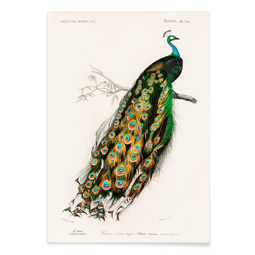 Indian peafowl Pavo Cristatus with vibrant feathers perched on a branch illustrated by Charles Dessalines D Orbigny artwork poster, with black aluminium frame on white background