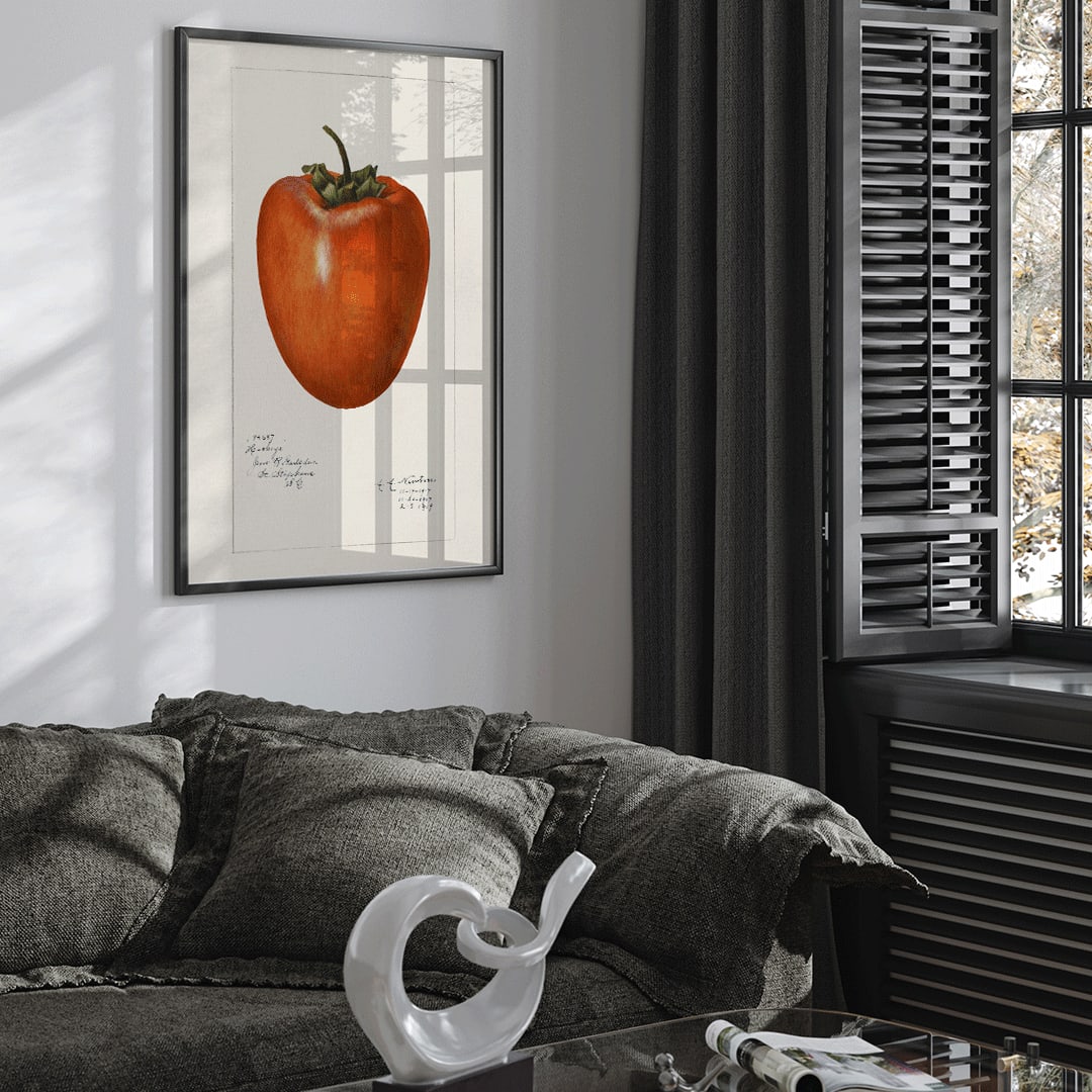 Vintage persimmon illustration by Amanda Almira Newton detailed botanical drawing and poster with botanical art style on white background, framed and displayed in home decor