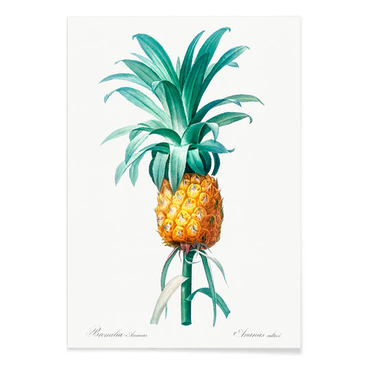 Vintage pineapple botanical artwork and poster featuring a botanical pineapple illustration by Pierre-Joseph Redoute from Les liliacees ideal for wall art decor, with black aluminium frame on white background