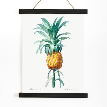 Vintage pineapple botanical artwork and poster featuring a botanical pineapple illustration by Pierre-Joseph Redoute from Les liliacees ideal for wall art decor, with wooden magnetic frame on white background