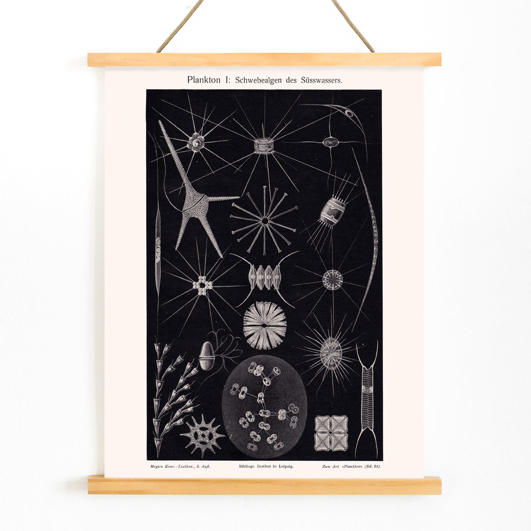 Detailed black and white illustration of freshwater plankton organisms scientific artwork Plankton II by The Institute of Liepzig poster, with wooden magnetic frame on white background