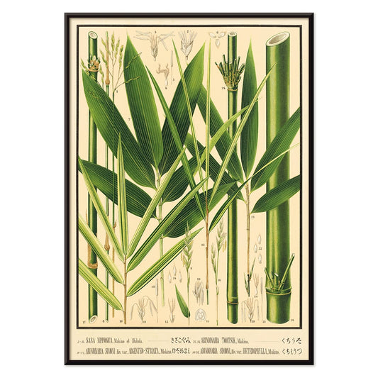 Botanical illustration and labeled poster of bamboo species by Yasuyoshi Shirasawa from Icones of the bamboos of Japan Nihon chikurui zufu Pl 08, with black aluminium frame on white background