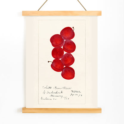 Red plums botanical illustration by G Onderdonk titled Plums Prunus Domestica poster artwork for fruit and nature lovers, with wooden magnetic frame on white background