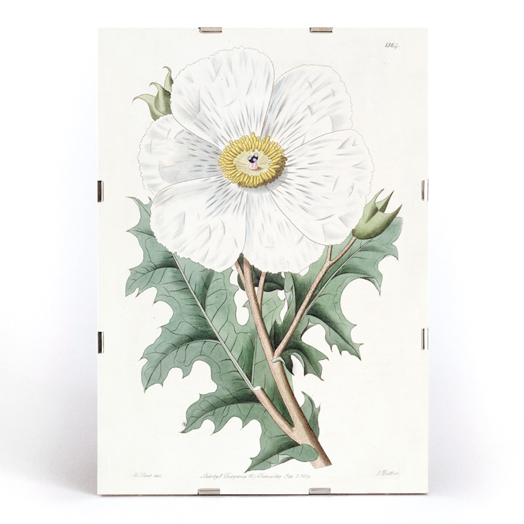 , framed and displayed in modern living room decor