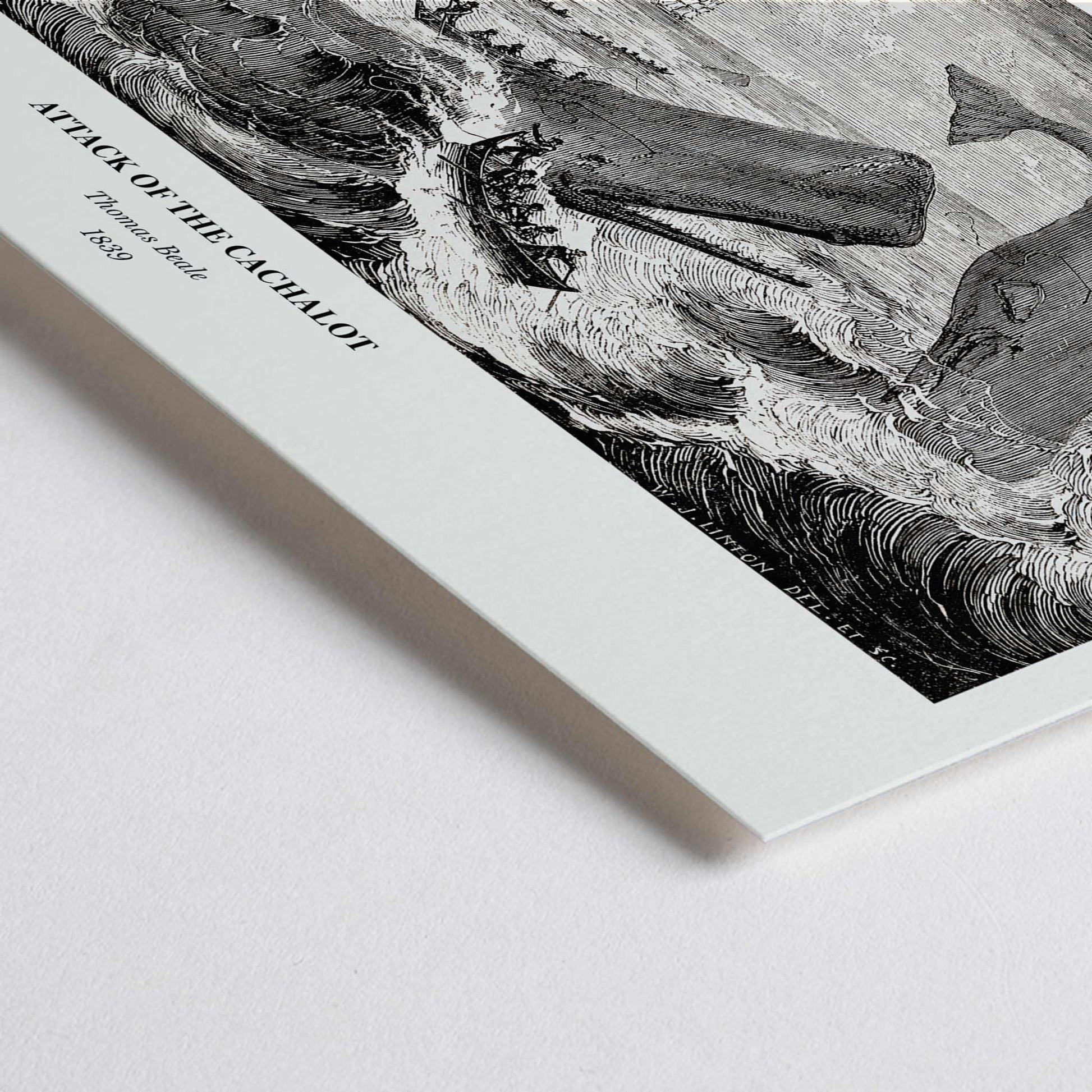 Closeup detail of Sperm whale and cachalot attacking fishing boats illustration from The Natural History of the Sperm Whale by Thomas Beale