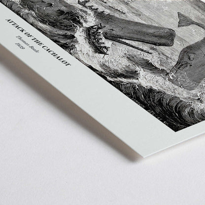 Closeup detail of Sperm whale and cachalot attacking fishing boats illustration from The Natural History of the Sperm Whale by Thomas Beale