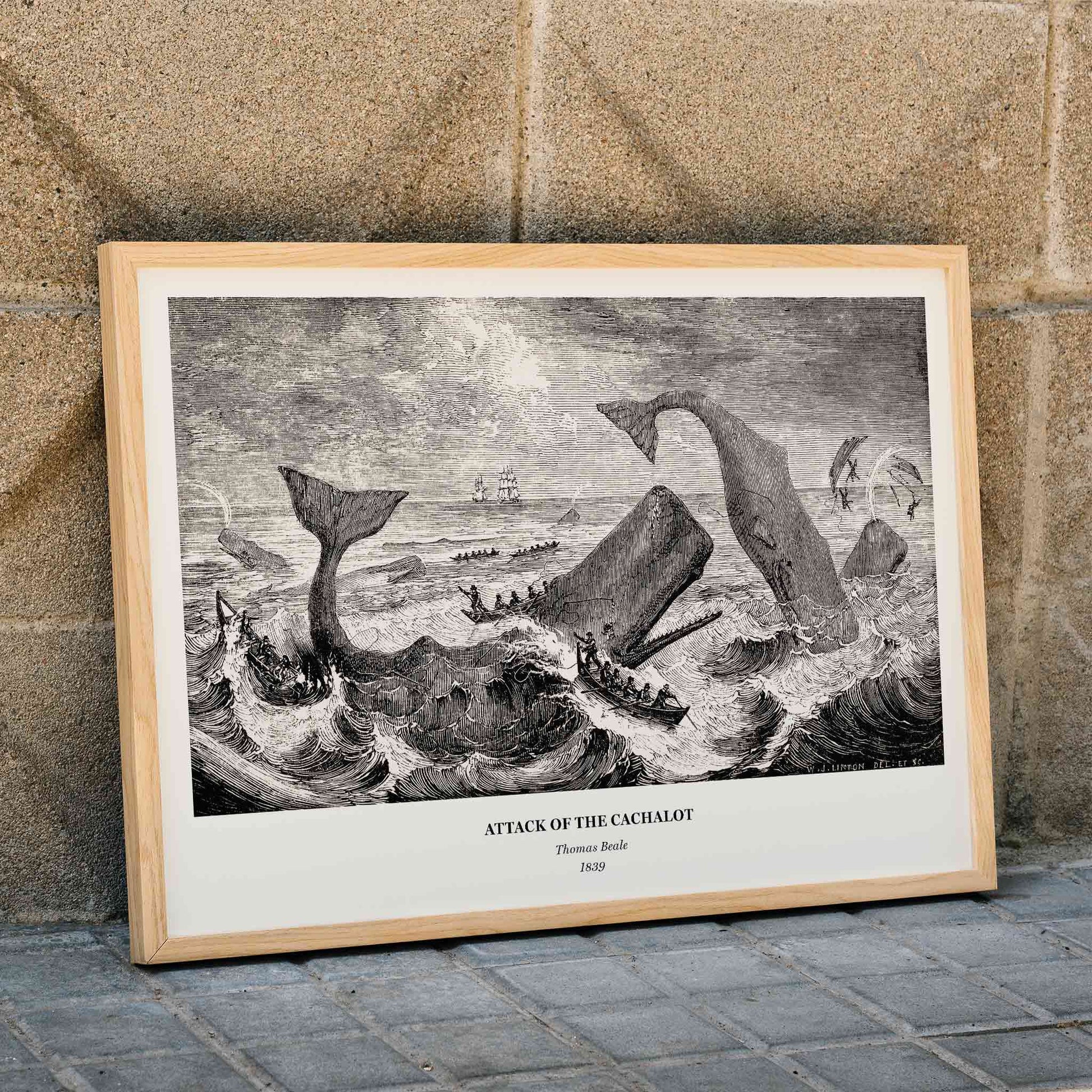 Sperm whale and cachalot attacking fishing boats illustration from The Natural History of the Sperm Whale by Thomas Beale, framed and displayed in modern living room decor