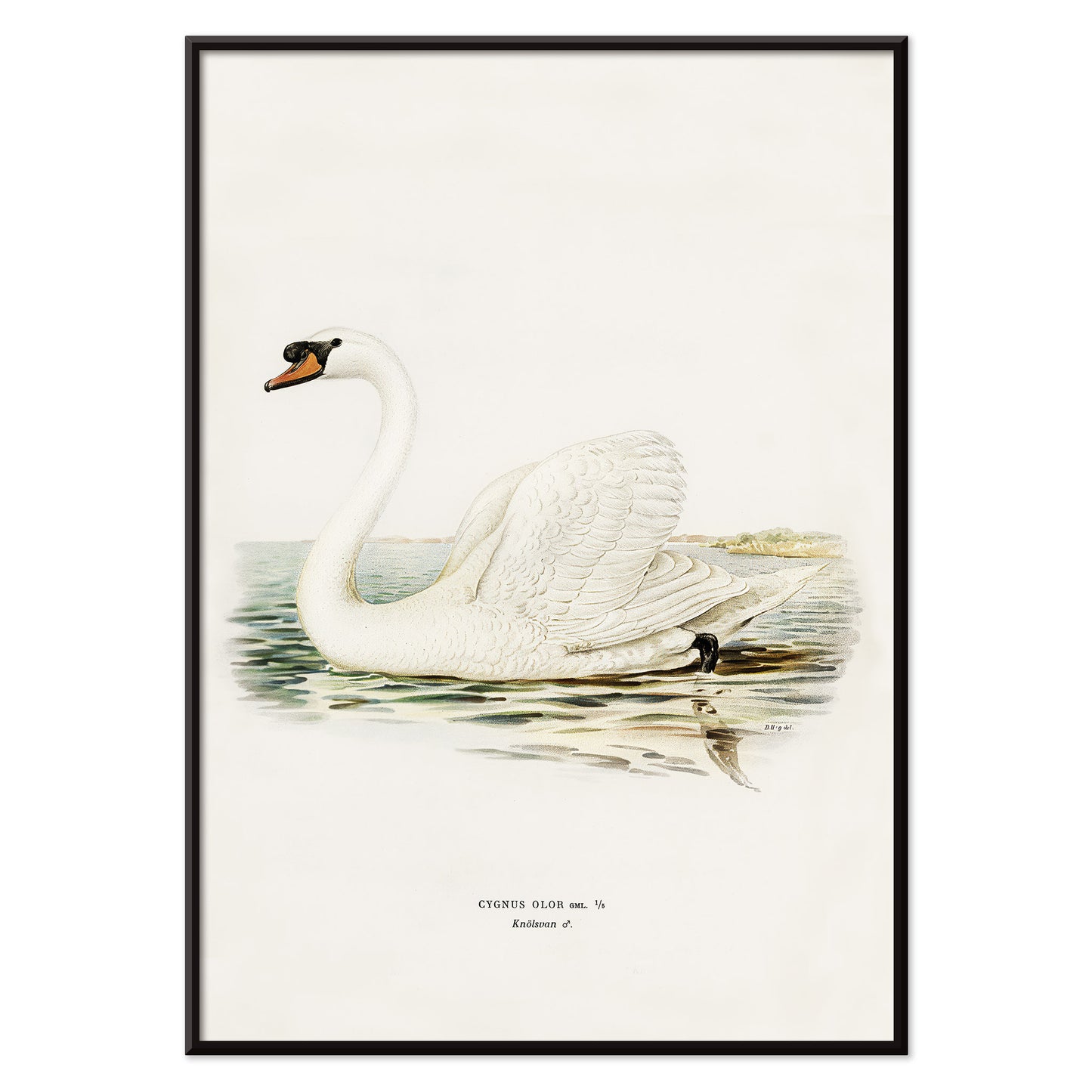 Mute Swan male Cygnus olor detailed illustration on water by The von Wright brothers poster and artwork, with black aluminium frame on white background