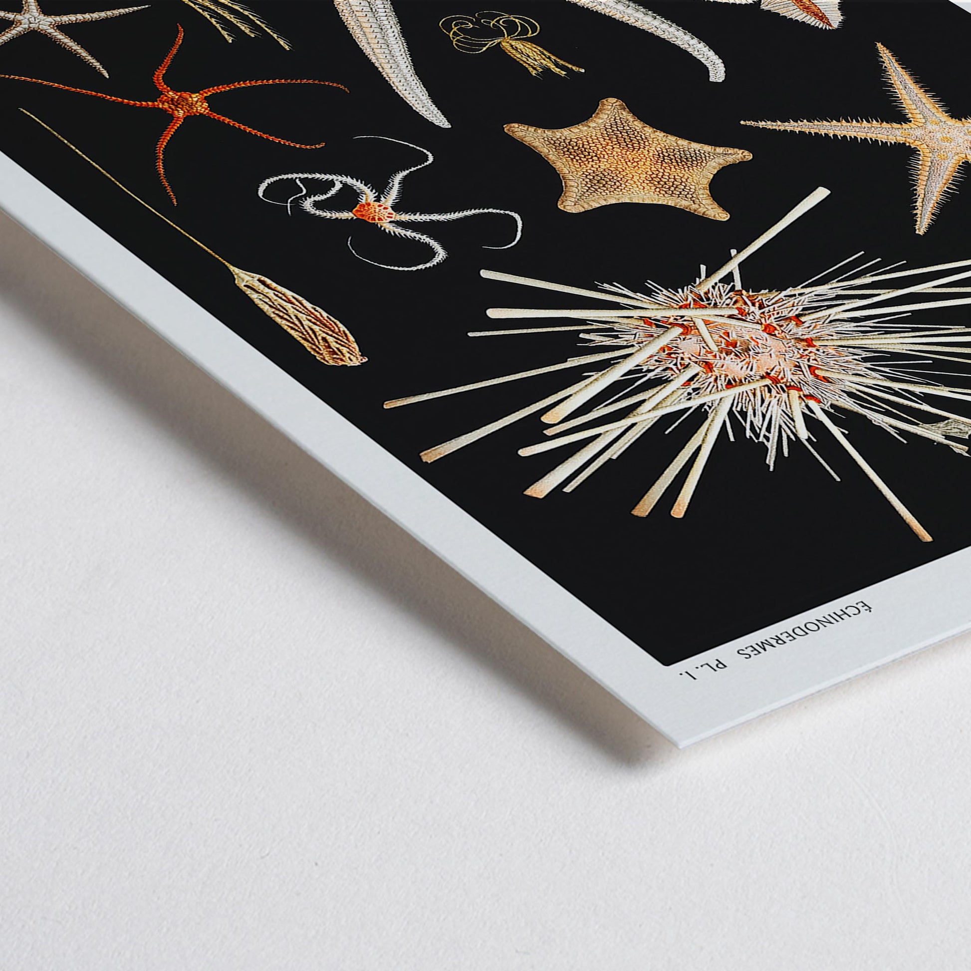 Closeup detail of Starfish varieties illustration and poster by Albert I Prince of Monaco from the artwork Resultats des Campagnes Scientifiques
