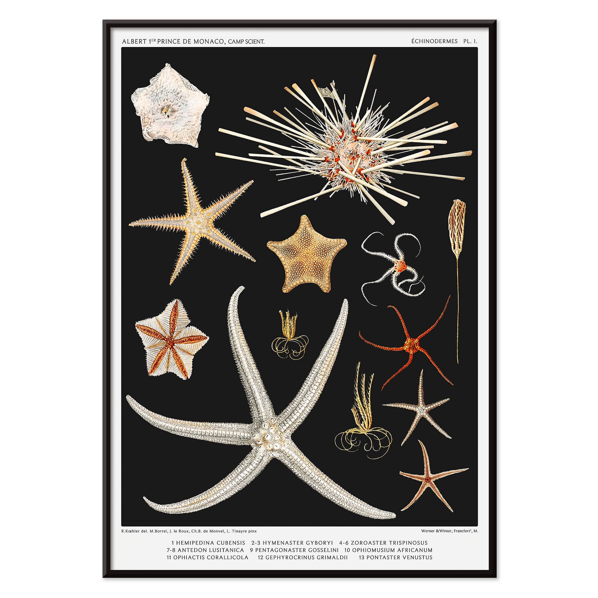 Starfish varieties illustration and poster by Albert I Prince of Monaco from the artwork Resultats des Campagnes Scientifiques, with black aluminium frame on white background