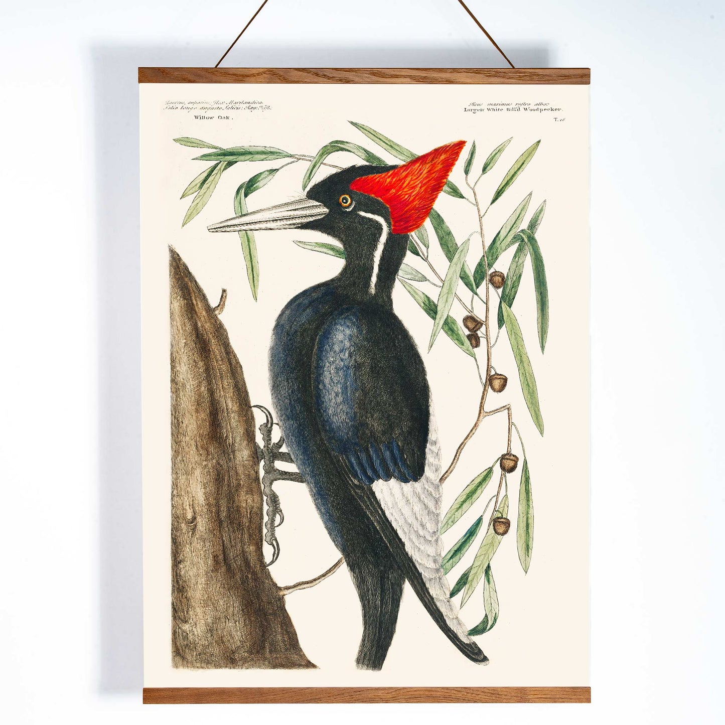 Ivory-billed Woodpecker by Mark Catesby from The Natural History of Carolina Florida and the Bahama Islands artwork and poster showing bird in tree, with wooden magnetic frame on white background