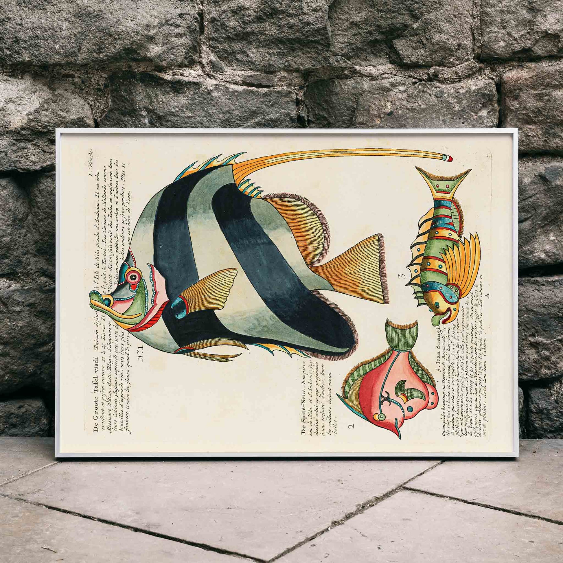 Colourful surreal fish illustrations and poster by Louis Renard from Histoire naturelle des plus rares curiositez de la mer des Indes, framed and displayed in modern living room decor