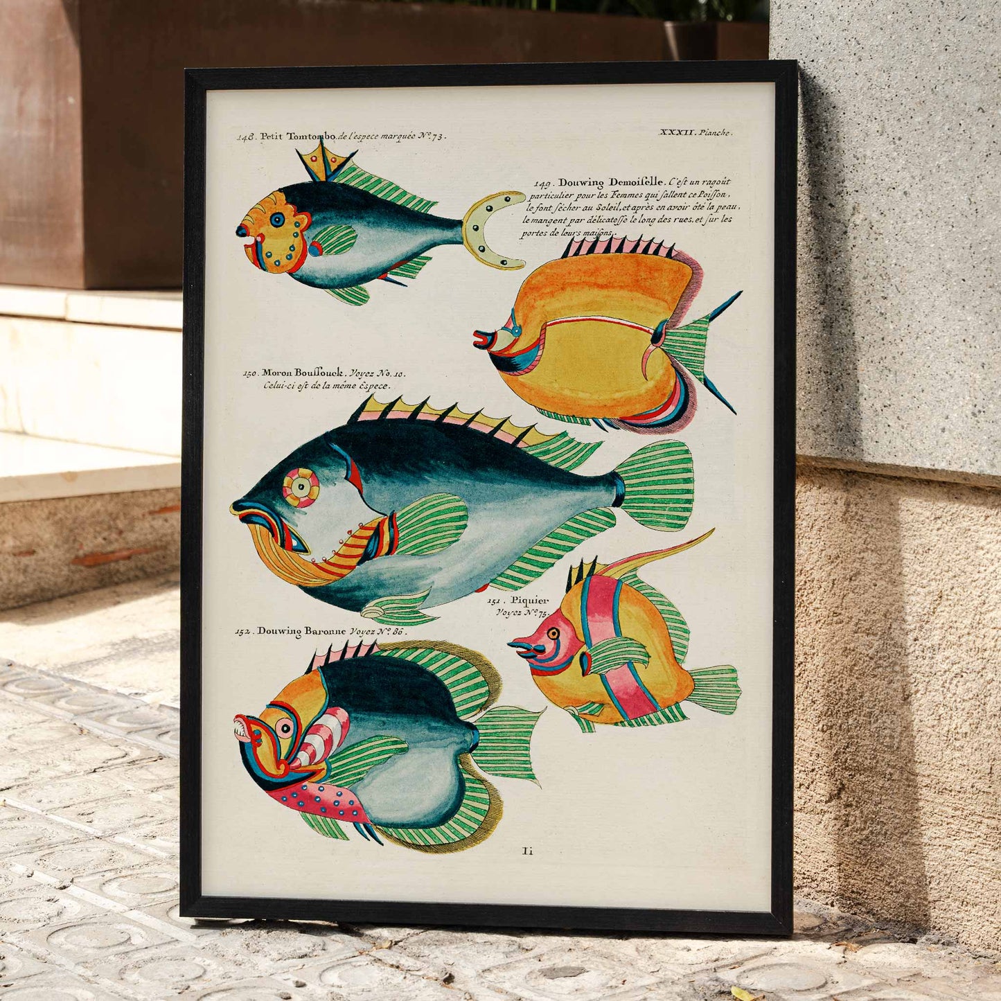 Colorful surreal fish illustrations from Histoire naturelle des plus rares curiositez by Louis Renard featuring exotic marine life of Moluccas and East Indies poster, framed and displayed in modern living room decor