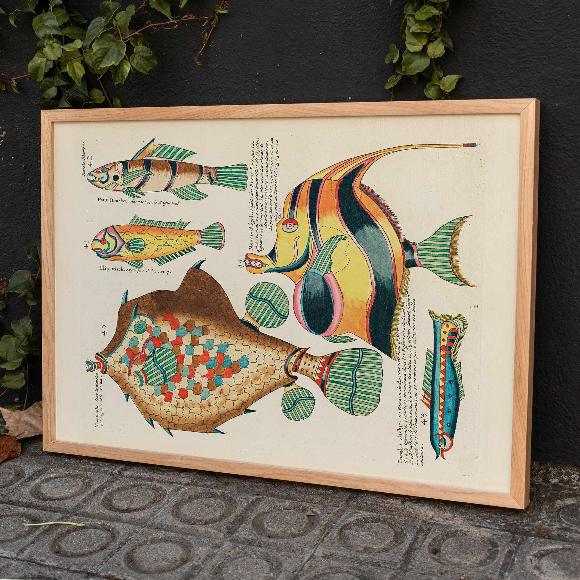 Colourful surreal fish illustrations by Louis Renard from Histoire naturelle des plus rares curiositez de la mer des Indes poster, framed and displayed in home decor