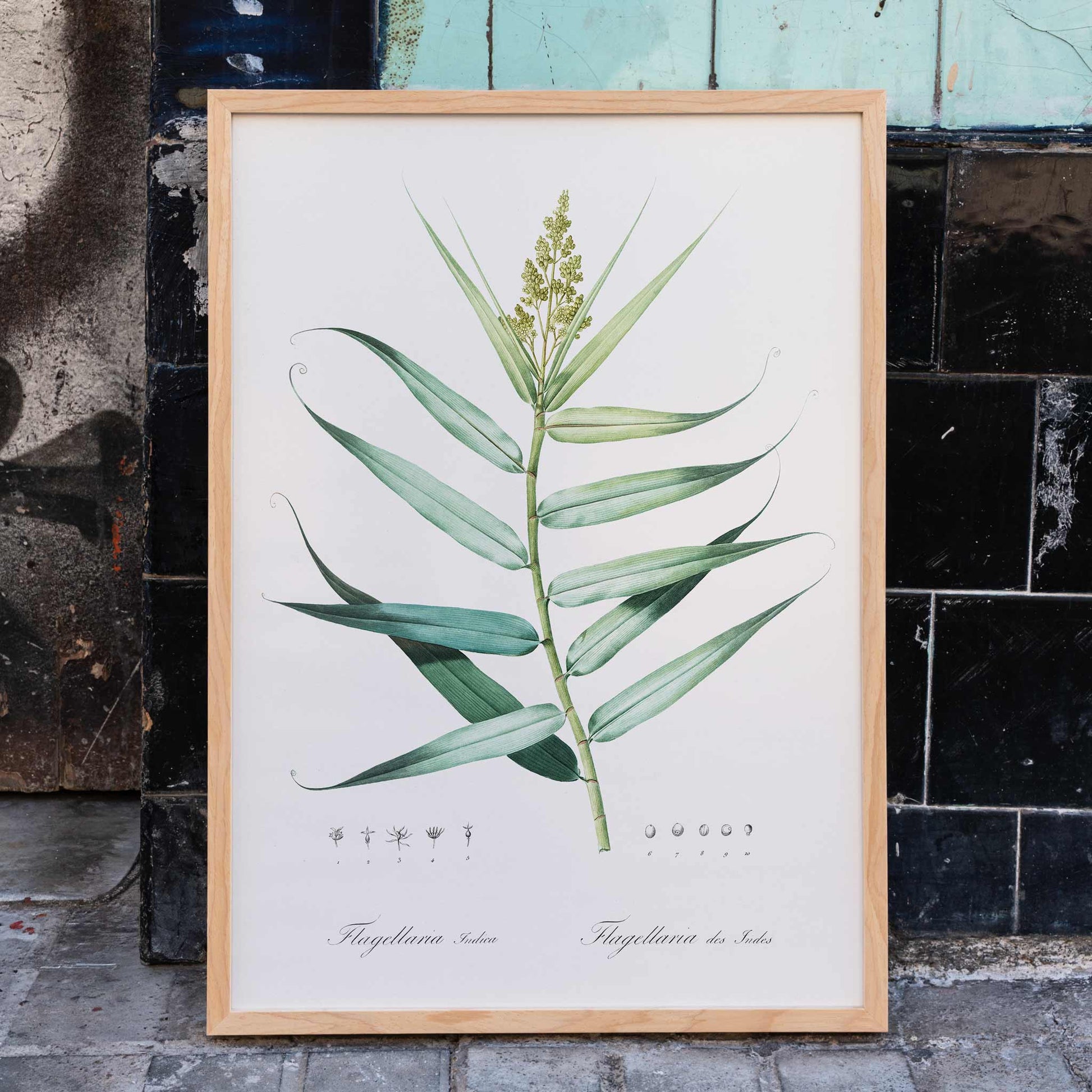 Botanical bush cane illustration with green leaves by Pierre-Joseph Redoute from Les liliacees artwork poster, framed and displayed in home decor