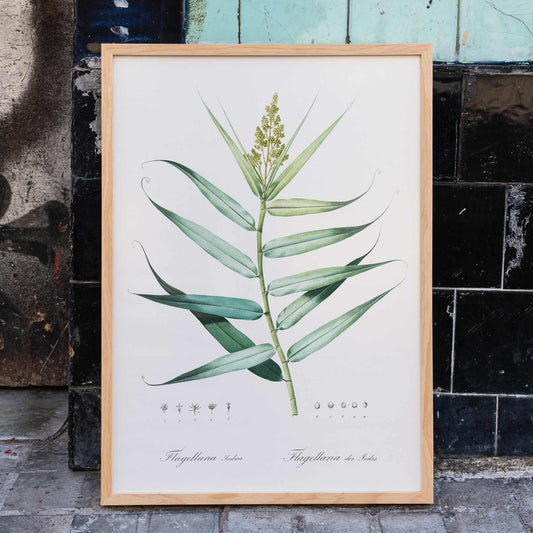 Botanical bush cane illustration with green leaves by Pierre-Joseph Redoute from Les liliacees artwork poster, framed and displayed in home decor