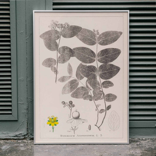 Botanical illustration poster of Hypericum Androsaemum by Louis Antoine Cusin from Herbier de la Flore Francaise Plate 117, framed and displayed in home decor