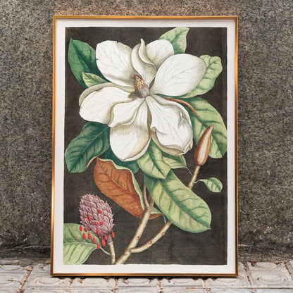 Laurel Tree Magnolia altissima botanical illustration and poster from The natural history of Carolina Florida and the Bahama Islands by Mark Catesby, framed and displayed in home decor