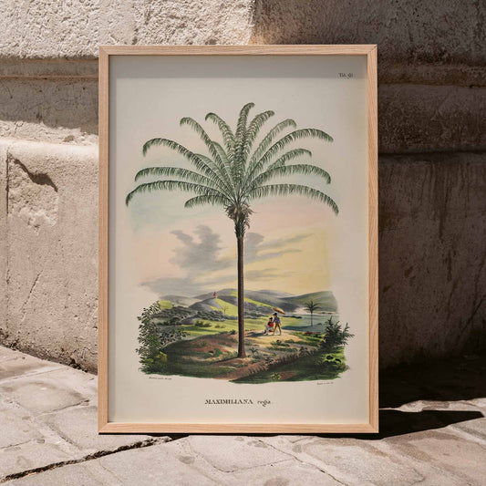 Maximiliana regia palm tree landscape illustration and poster from Historia Naturalis Palmarum by Carl Friedrich Philipp von Martius, framed and displayed in home decor
