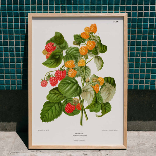 Raspberry plant botanical illustration with green leaves and red and yellow fruits by Abraham Jacobus Wendel chromolithograph plate, framed and displayed in home decor