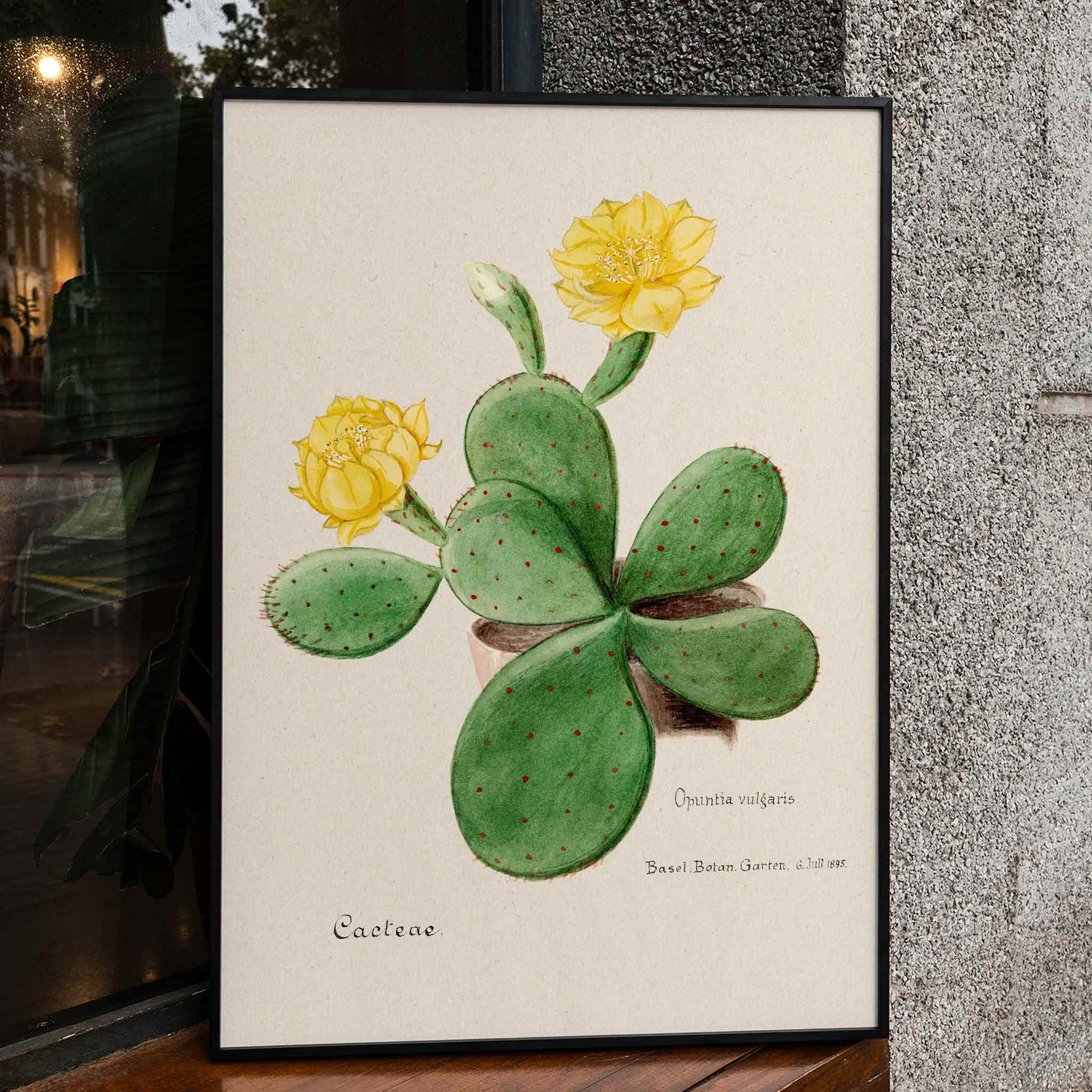 Botanical illustration poster of Eastern Prickly Pear cactus with yellow flowers by Familie Der Cacteen, framed and displayed in home decor