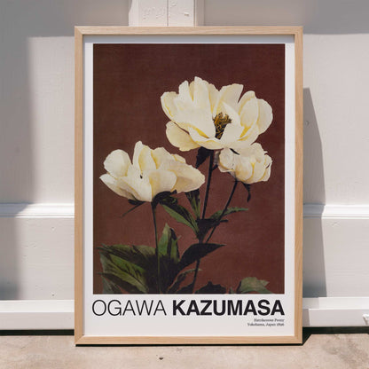 White peony flowers on brown and dark backgrounds from Haerdaceous Peony artwork by Kazumasa Ogawa poster, framed and displayed in home decor