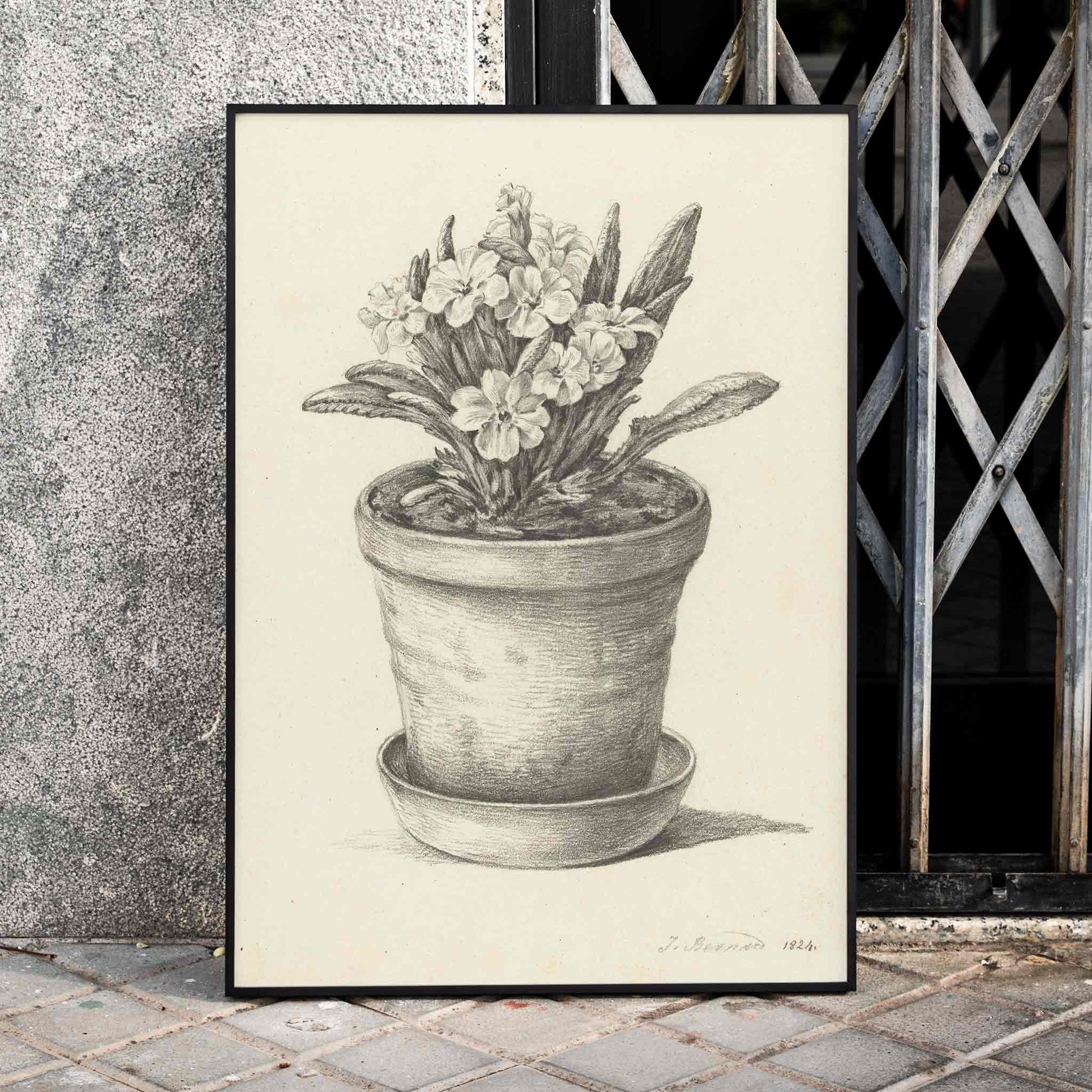 Black and white pencil drawing poster of a flowering plant in a clay pot titled Potplant by Jean Bernard, framed and displayed in home decor
