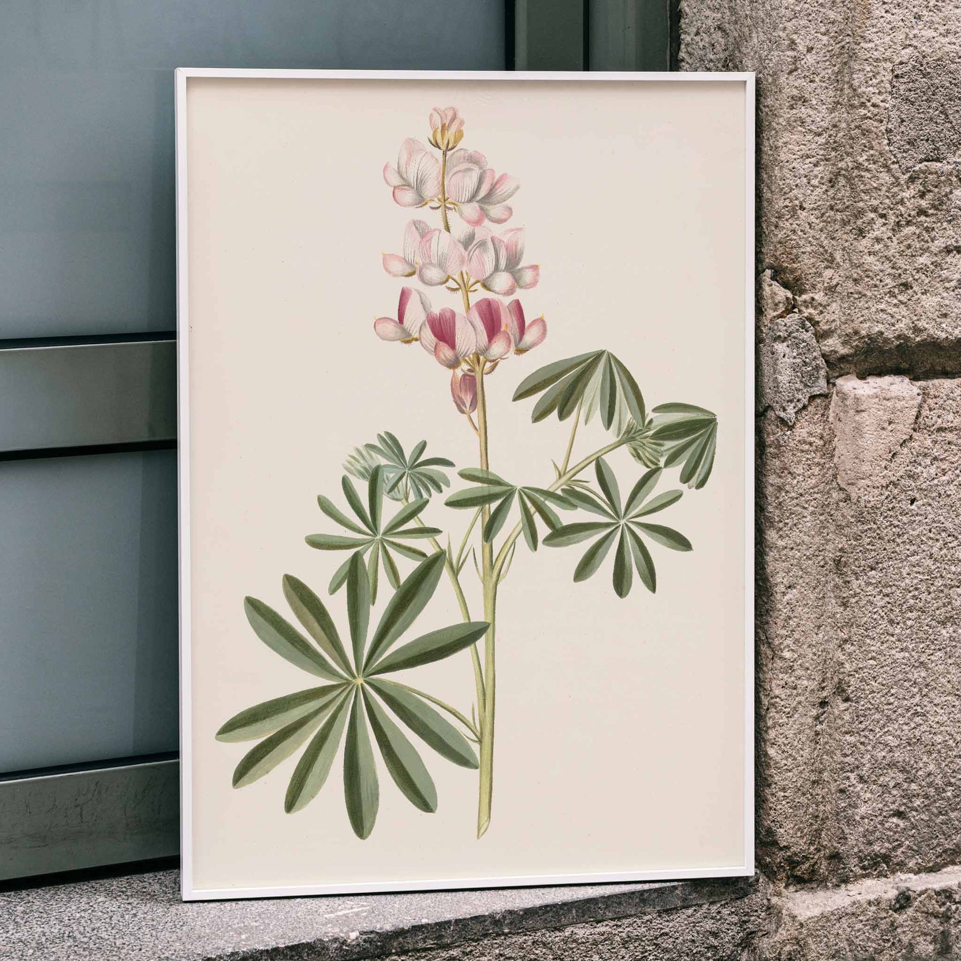 Botanical illustration poster of lupine flowers with green leaves by Alida Withoos, framed and displayed in home decor