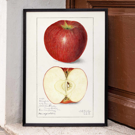 Botanical illustration poster of whole and sliced apple Apples Malus Domestica by Amanda Almira Newton, framed and displayed in home decor