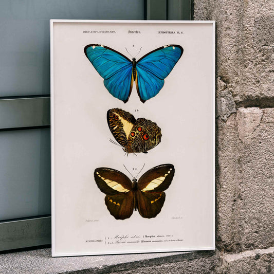 Colorful butterflies illustration by Charles Dessalines D Orbigny poster artwork different types of butterfly, framed and displayed in home decor