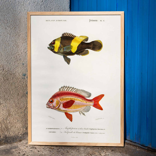 Colorful fish species illustration and poster by Charles Dessalines D Orbigny featuring detailed vibrant artwork of different types of fishes, framed and displayed in home decor