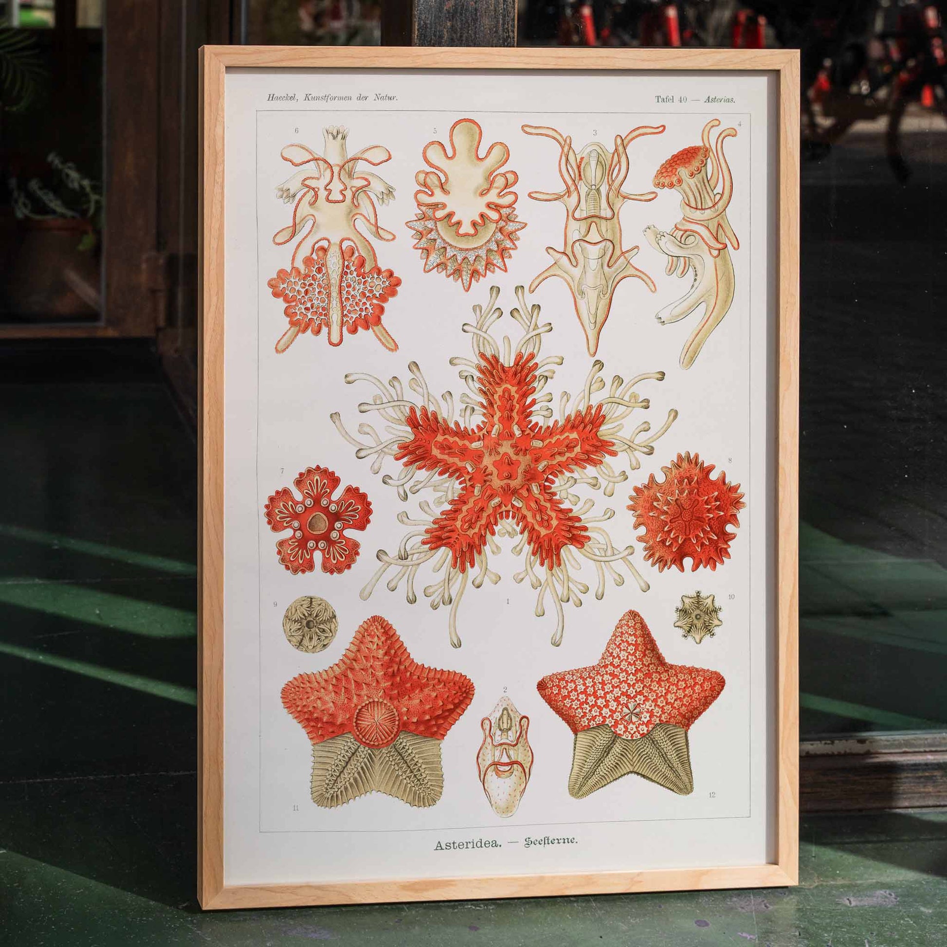 Asteridea illustration lithograph and poster by Adolf Glitsch after Ernst Haeckel showing detailed and colorful starfishes in the Echinodermata phylum, framed and displayed in home decor
