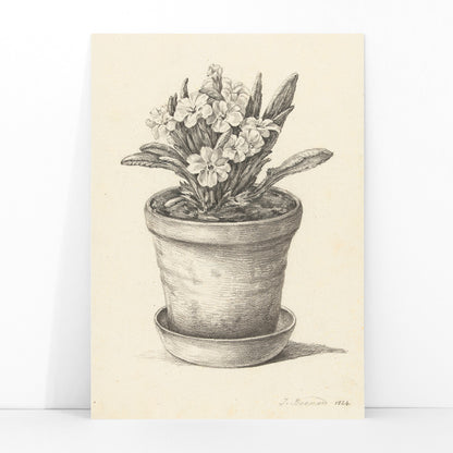 Black and white pencil drawing poster of a flowering plant in a clay pot titled Potplant by Jean Bernard, framed and displayed in modern living room decor