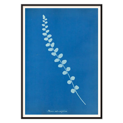 Botanical cyanotype print and poster of Pteris rotundifolia by Anna Atkins featuring a light blue fern leaf on dark blue background, with black aluminium frame on white background