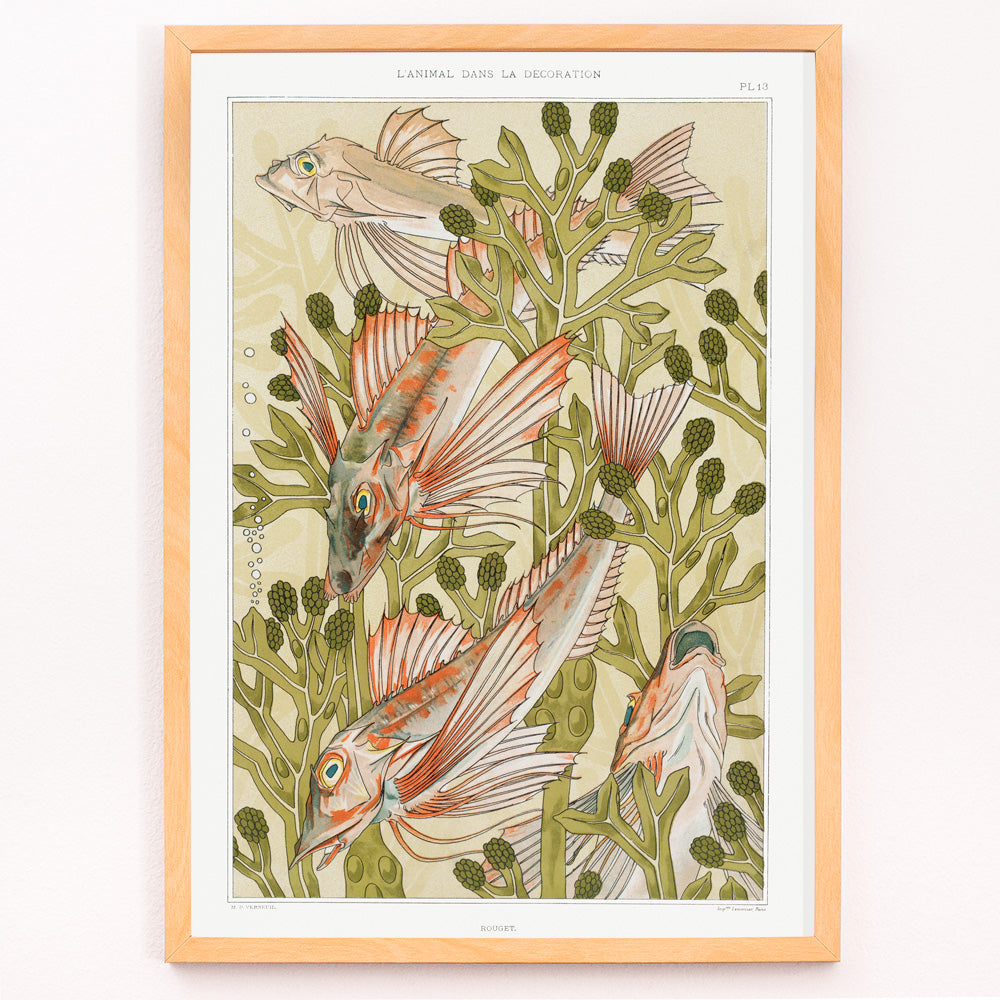 Closeup detail of Poster of colorful red mullet fish swimming among green algae titled Red mullet and Algae by Maurice Pillard Verneuil