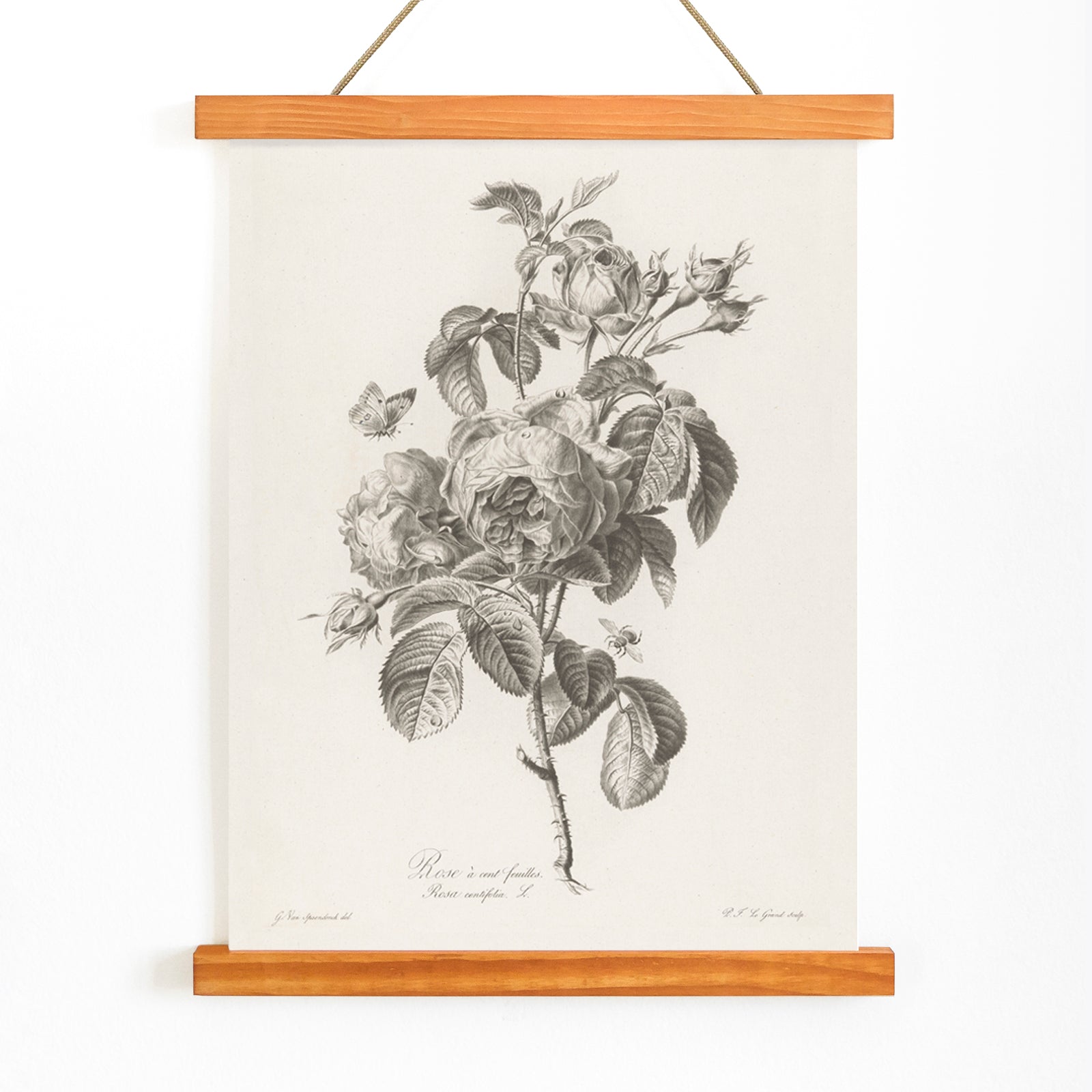 Botanical illustration of a blooming hundred petaled rose with insects by Pierre Francois Legrand poster, with wooden magnetic frame on white background