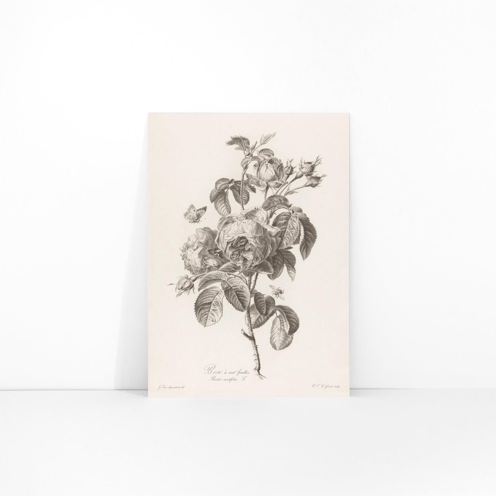 Botanical illustration of a blooming hundred petaled rose with insects by Pierre Francois Legrand poster, framed and displayed in modern living room decor