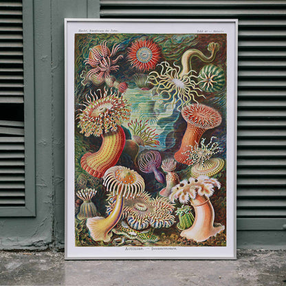 Colorful sea anemones underwater illustration and poster in various shapes and sizes from Actiniae Seeanemonen by Ernst Haeckel, framed and displayed in home decor