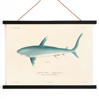 Shark illustration by Louis-Isidore Duperrey from Voyage autour du monde Pl 008 poster, with wooden magnetic frame on white background