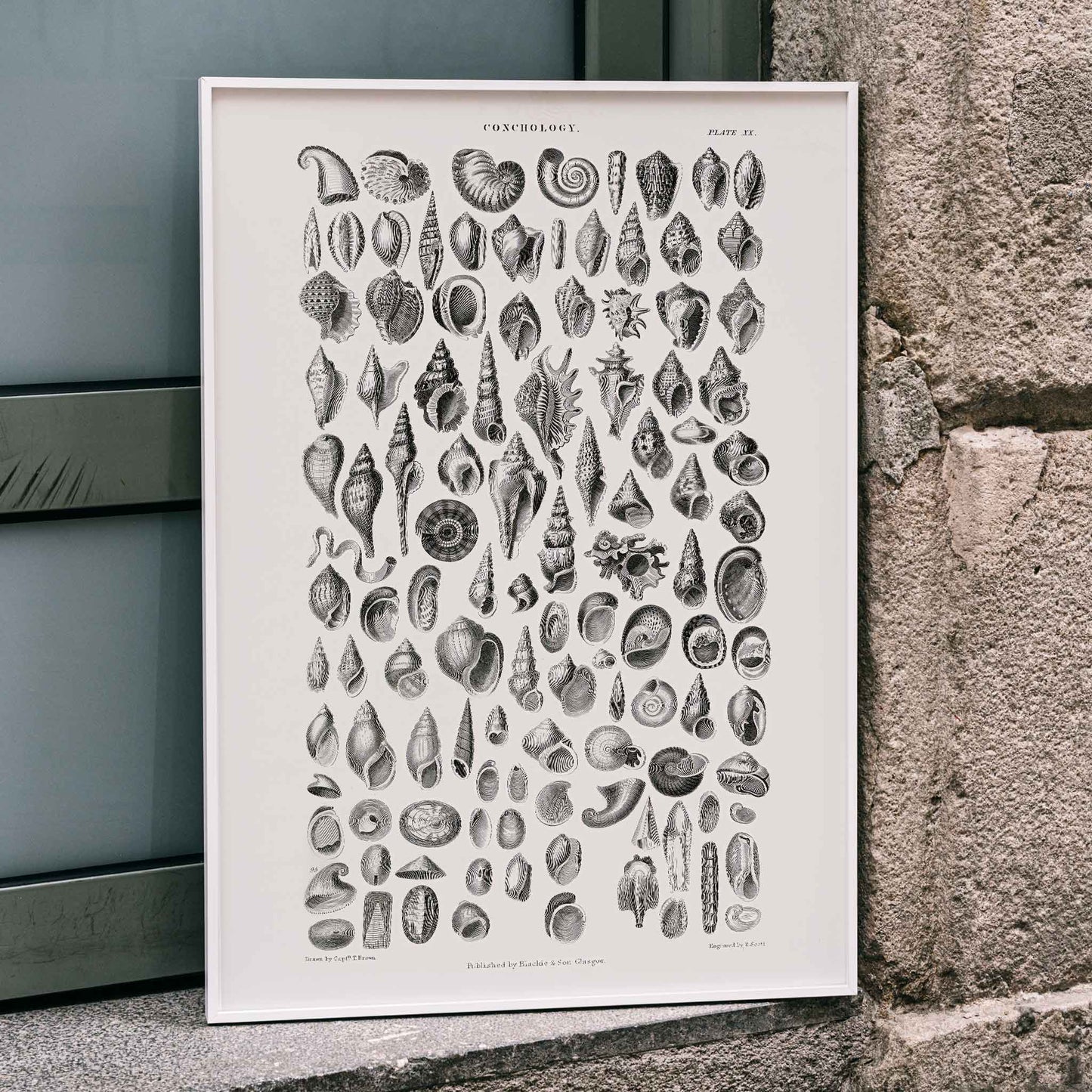 Vintage seashell illustration and detailed seashell poster by Oliver Goldsmith from A History of the Earth and Animated Nature perfect for natural history decor and study, framed and displayed in modern living room decor