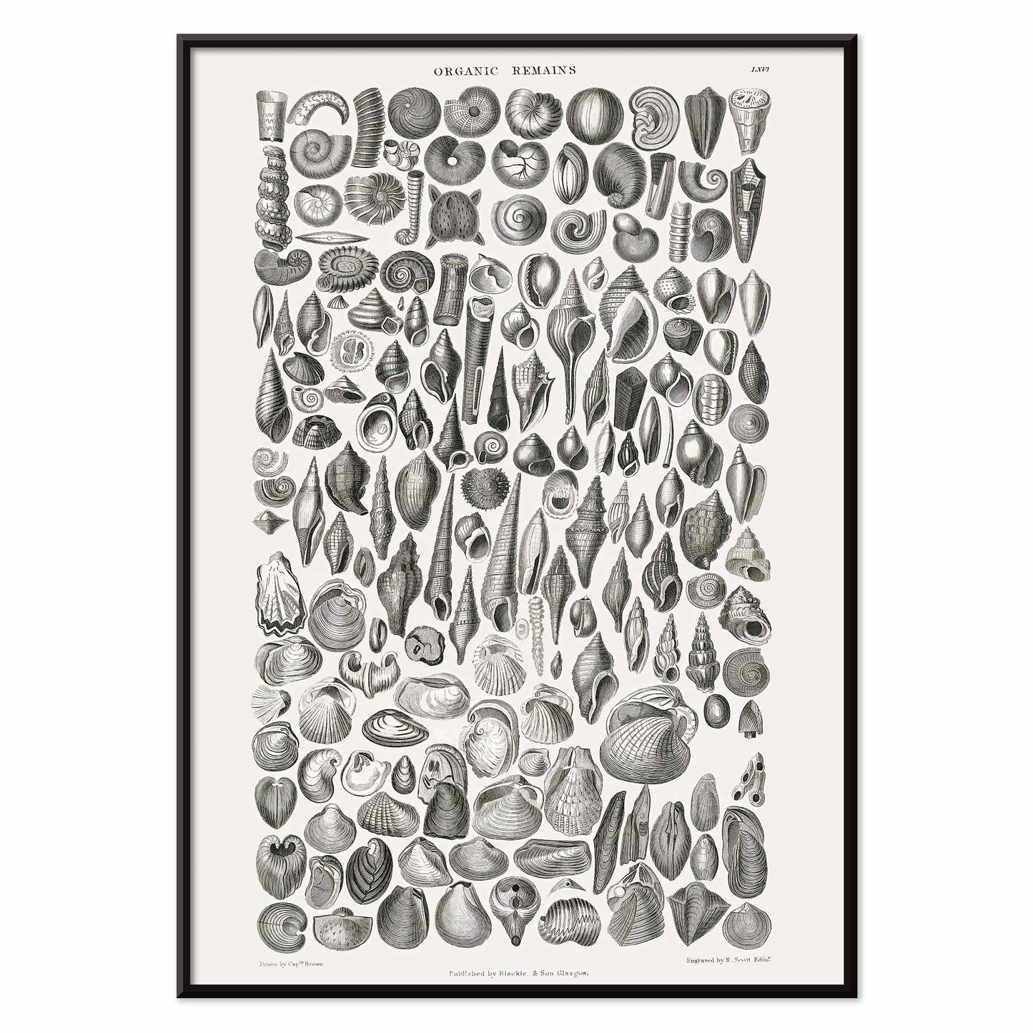 Detailed scientific illustration and poster of fossilized shells and marine life by Oliver Goldsmith from A History of the Earth and Animated Nature and Organic Remains artwork, with black aluminium frame on white background