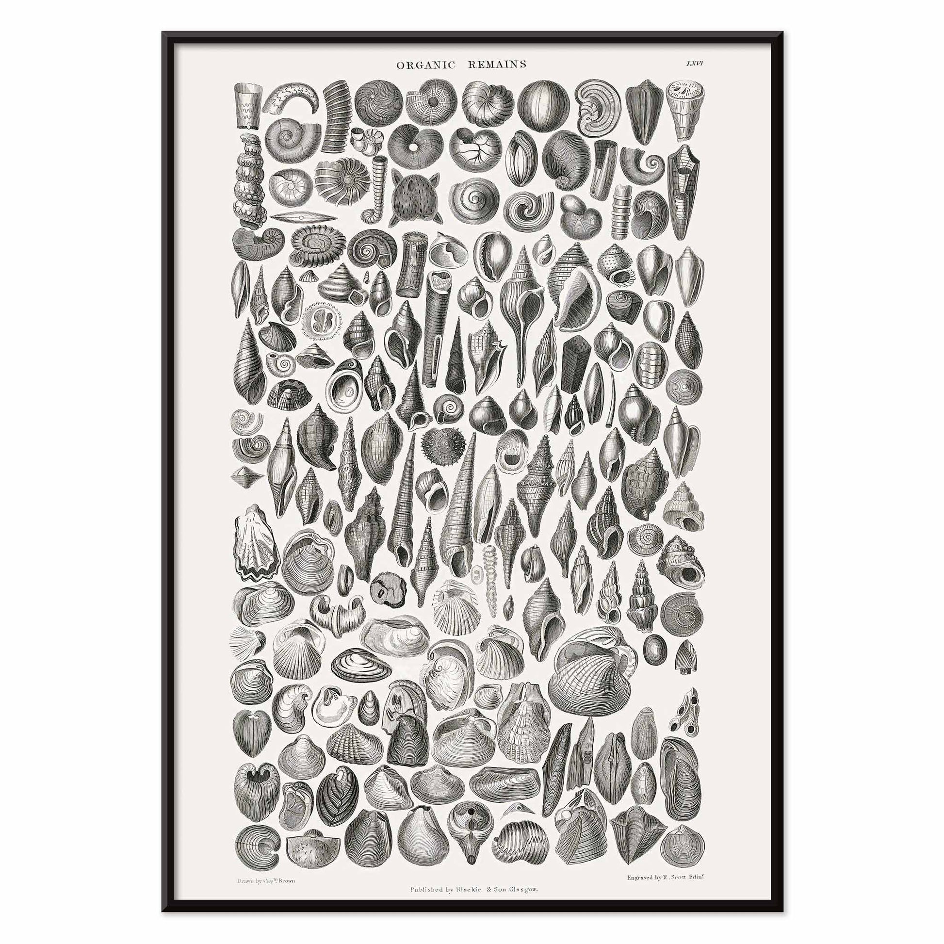 Detailed scientific illustration and poster of fossilized shells and marine life by Oliver Goldsmith from A History of the Earth and Animated Nature and Organic Remains artwork, with black aluminium frame on white background