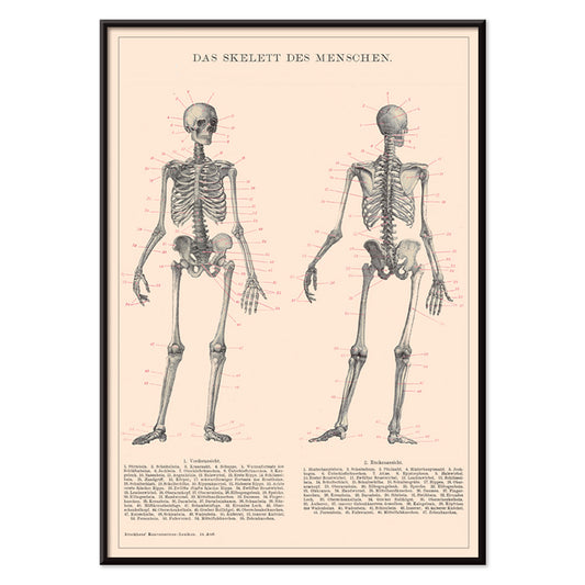 Detailed anatomical drawing and poster of human skeleton by Institute of Liepzig with labeled bones and scientific details, with black aluminium frame on white background
