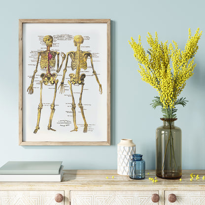 Human skeleton diagram and poster with labeled bones and organs by Dr Parker Anatomical plates wall art decor, framed and displayed in home decor