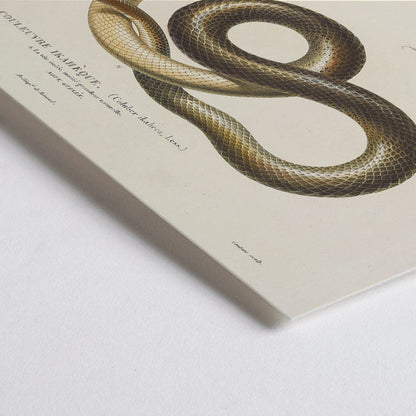 Closeup detail of Detailed illustration of a snake by Louis-Isidore Duperrey from Voyage autour du monde Pl.005 poster
