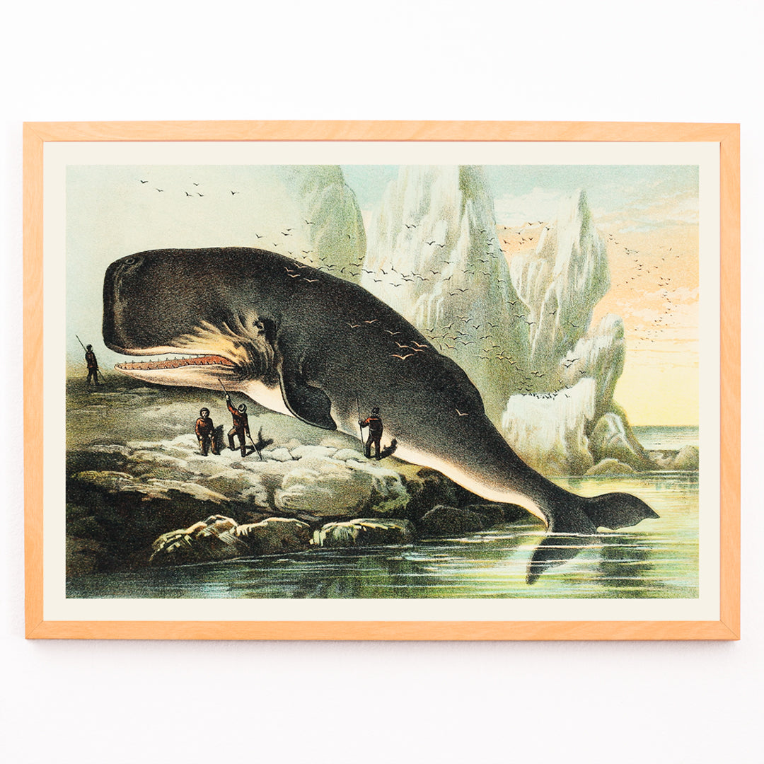 Closeup detail of Sperm whale stranded on rocky shore with people and icy cliffs by John Karst from Johnsons household book of nature poster